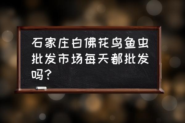 石家庄哪有手串批发市场 石家庄白佛花鸟鱼虫批发市场每天都批发吗？