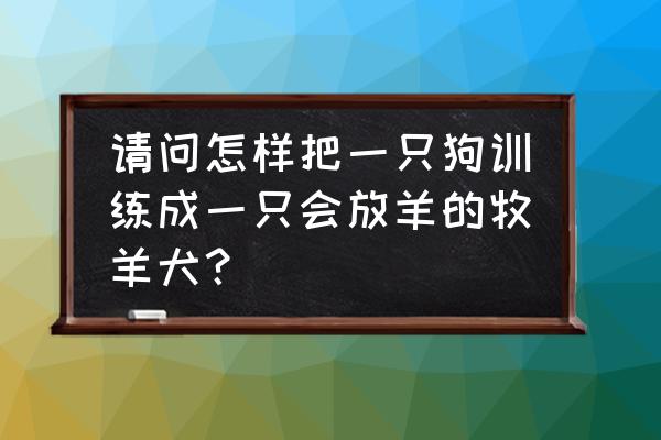 为啥牧羊犬会放羊 请问怎样把一只狗训练成一只会放羊的牧羊犬？