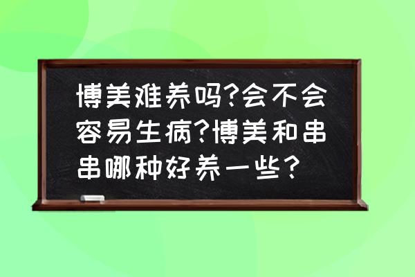 博美犬宠物狗好养吗 博美难养吗?会不会容易生病?博美和串串哪种好养一些？