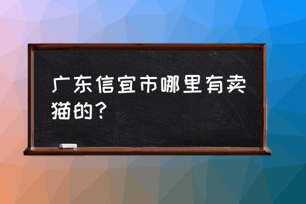 信宜家禽猫批发市场吗 广东信宜市哪里有卖猫的？