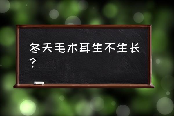 山东气候适合种植木耳吗 冬天毛木耳生不生长？