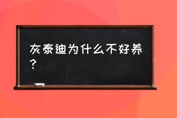 为什么泰迪狗养的人少 灰泰迪为什么不好养？