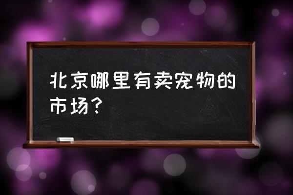 北京有宠物用品批发市场吗 北京哪里有卖宠物的市场？