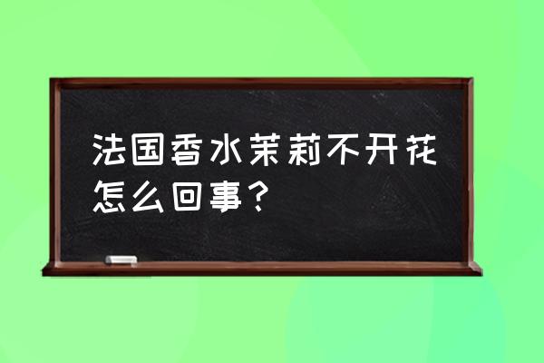 香水茉莉开花不大是什么原因 法国香水茉莉不开花怎么回事？