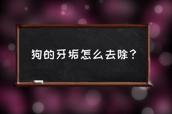 宠物店可以给狗洗牙齿吗 狗的牙垢怎么去除？