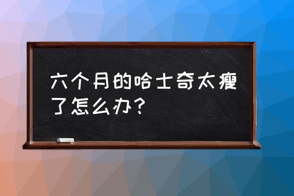 哈士奇吃羊奶粉长的肥吗 六个月的哈士奇太瘦了怎么办？