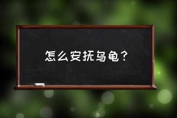 乌龟抚摸哪里会有安全感 怎么安抚乌龟？