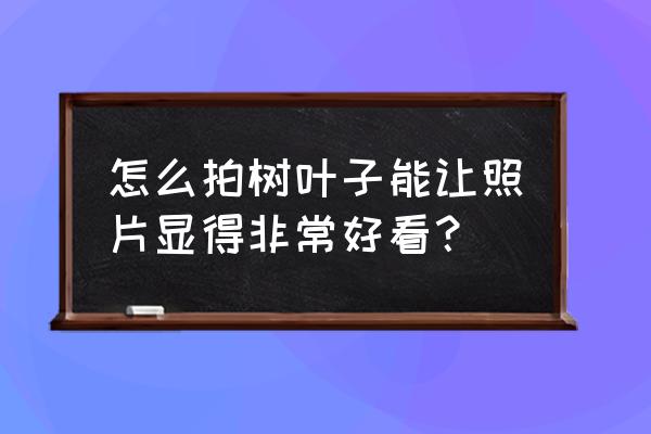 8个简单的摄影技巧拍美叶子照片 怎么拍树叶子能让照片显得非常好看？