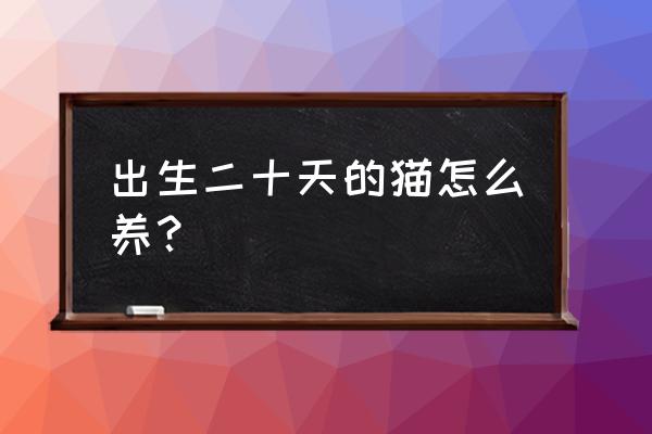 新手养幼猫都需要注意什么 出生二十天的猫怎么养？