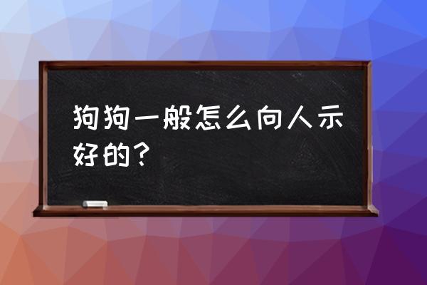 和狗狗培养感情最快的方法 狗狗一般怎么向人示好的？