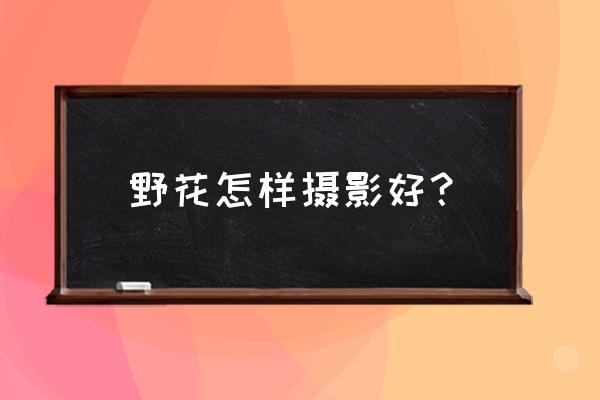 拍花怎么拍出高级感在花丛中 野花怎样摄影好？