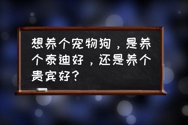 养泰迪一个月需要多少钱 想养个宠物狗，是养个泰迪好，还是养个贵宾好？