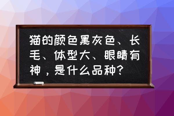 猫咪对什么颜色感兴趣 猫的颜色黑灰色、长毛、体型大、眼睛有神，是什么品种？