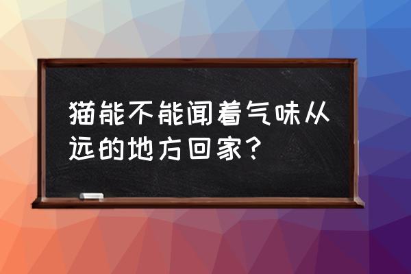 猫怎么寄到其他城市 猫能不能闻着气味从远的地方回家？