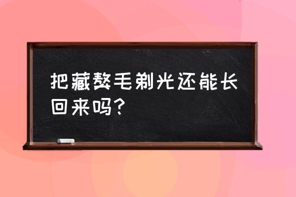 狗狗剃光毛有什么损伤 把藏獒毛剃光还能长回来吗？