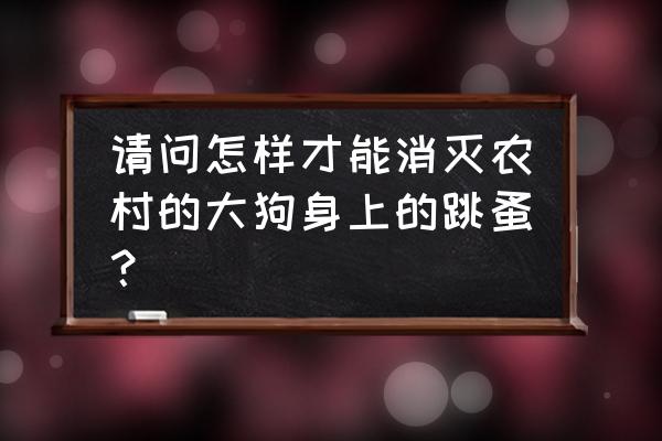 狗的跳蚤怎么消除 请问怎样才能消灭农村的大狗身上的跳蚤？