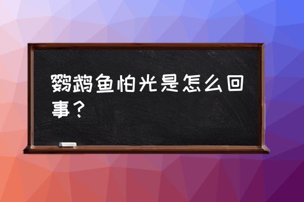 鹦鹉鱼为什么颜色变白 鹦鹉鱼怕光是怎么回事？