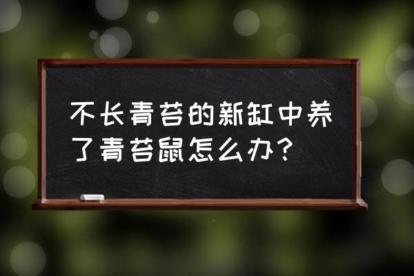 新买的青苔鼠鱼怎么养 不长青苔的新缸中养了青苔鼠怎么办？