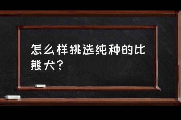 健康的比熊犬怎么挑 怎么样挑选纯种的比熊犬？