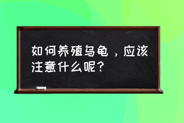 小乌龟怎么养新手入门 如何养殖乌龟，应该注意什么呢？