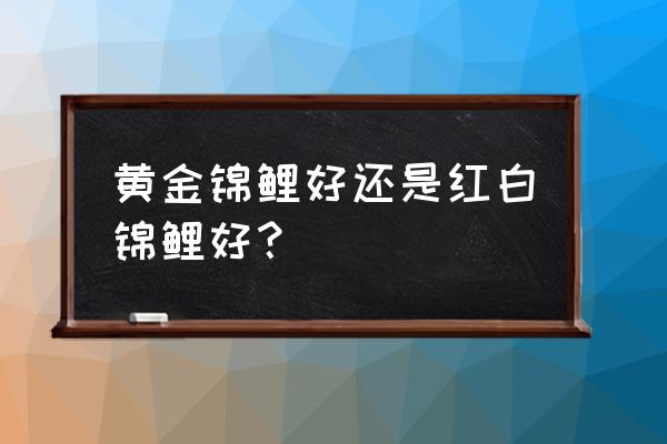 什么样的红白锦鲤最好 黄金锦鲤好还是红白锦鲤好？