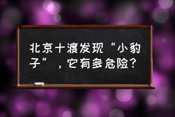 北京十渡附近旅游攻略图片大全 北京十渡发现“小豹子”，它有多危险？