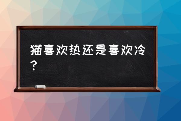 冬天短毛猫要不要盖被子 猫喜欢热还是喜欢冷？