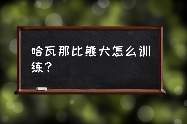 怎么教狗装死 哈瓦那比熊犬怎么训练？