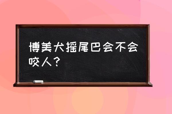 博美犬有什么坏脾气 博美犬摇尾巴会不会咬人？