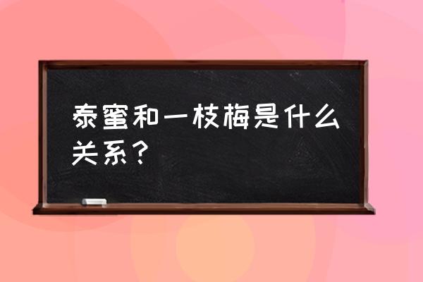 泰蜜是怎么出名的 泰蜜和一枝梅是什么关系？