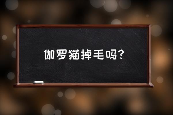 养宠小知识暹罗猫换毛期怎么处理 伽罗猫掉毛吗?