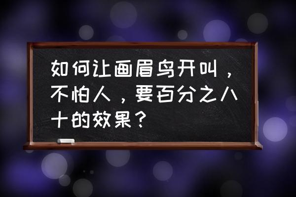 生头画眉鸟的训练方法 如何让画眉鸟开叫，不怕人，要百分之八十的效果？