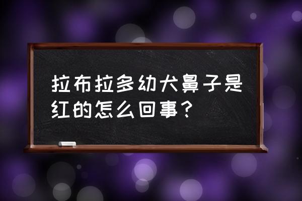 狗狗鼻头泛红是怎么回事 拉布拉多幼犬鼻子是红的怎么回事？