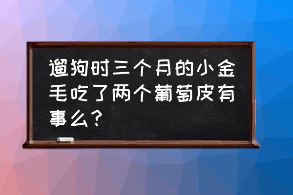 10斤狗狗吃了4颗葡萄 遛狗时三个月的小金毛吃了两个葡萄皮有事么？