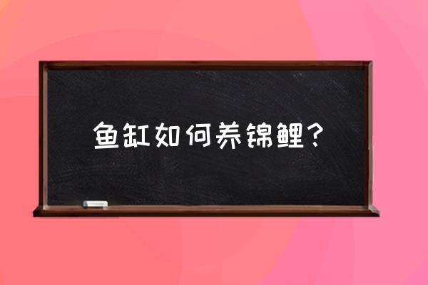 养锦鲤鱼的技巧和方法 鱼缸如何养锦鲤？