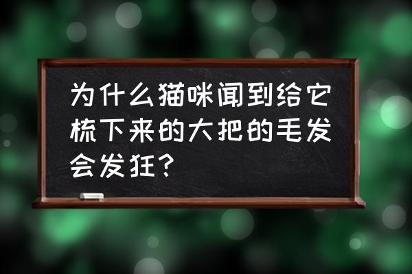 怎么判断猫的情绪 为什么猫咪闻到给它梳下来的大把的毛发会发狂？