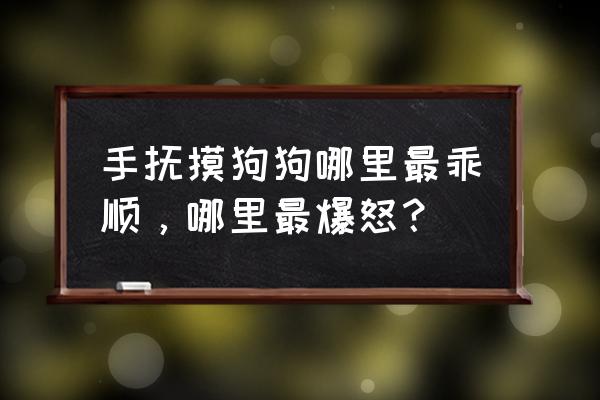 怎么训练泰迪握手之类的动作 手抚摸狗狗哪里最乖顺，哪里最爆怒？