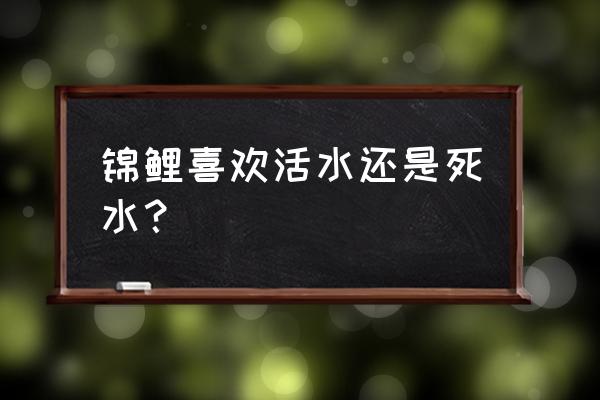 饲养锦鲤什么水最好 锦鲤喜欢活水还是死水？