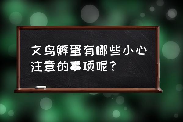 新手养文鸟需要注意什么 文鸟孵蛋有哪些小心注意的事项呢？