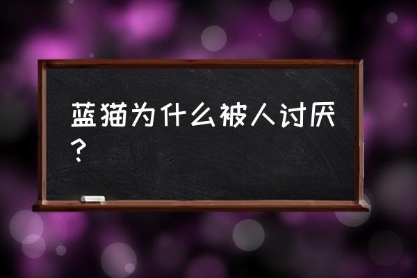 英国短毛猫的5个缺点 蓝猫为什么被人讨厌？