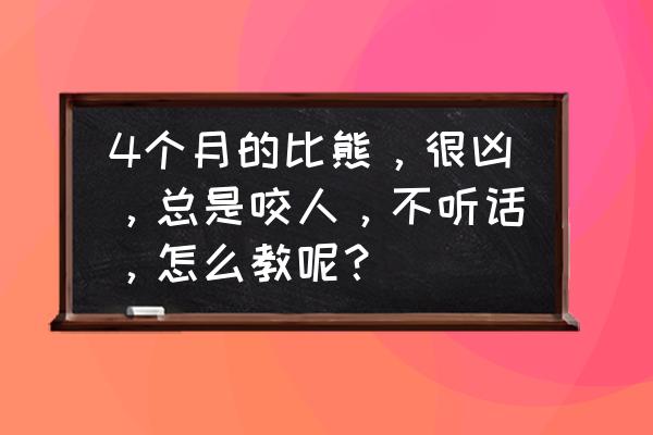 比熊为什么越打越不听话 4个月的比熊，很凶，总是咬人，不听话，怎么教呢？