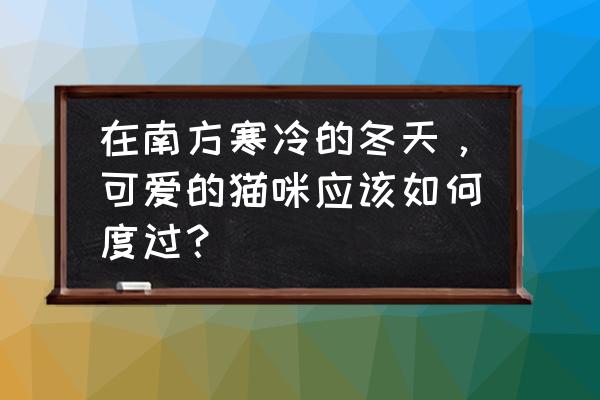 过不了冬天的小猫 在南方寒冷的冬天，可爱的猫咪应该如何度过？