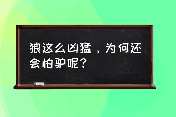 雪豹下架了吗 狼这么凶猛，为何还会怕驴呢？