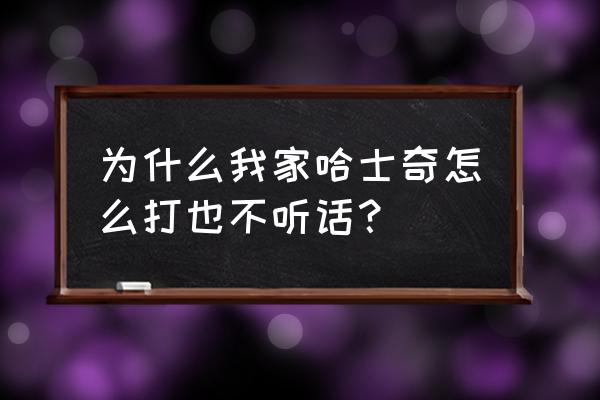 论如何让一只哈士奇听话 为什么我家哈士奇怎么打也不听话？